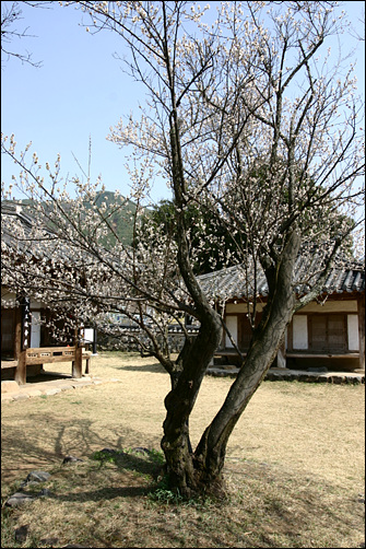 산천재의 앞 뜰의 남명매입니다. 산천재의 문을 열고 들어서면 뜰안의 그윽한 매향이 가득합니다. 